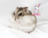 Agouti Mottled Dwarf Hamster